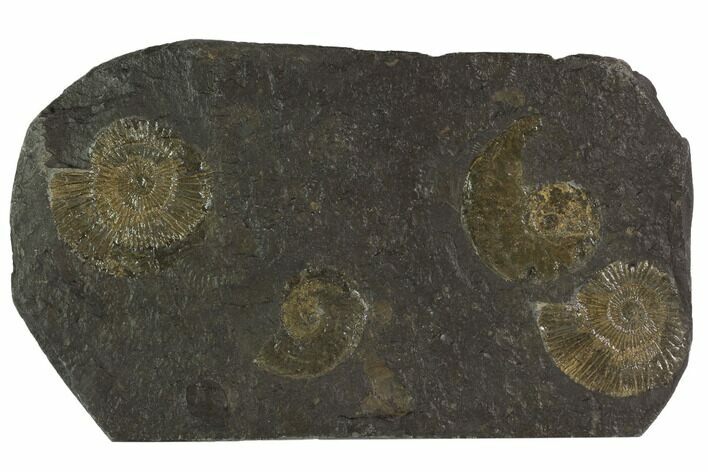 Dactylioceras Ammonite Cluster - Posidonia Shale, Germany #100249